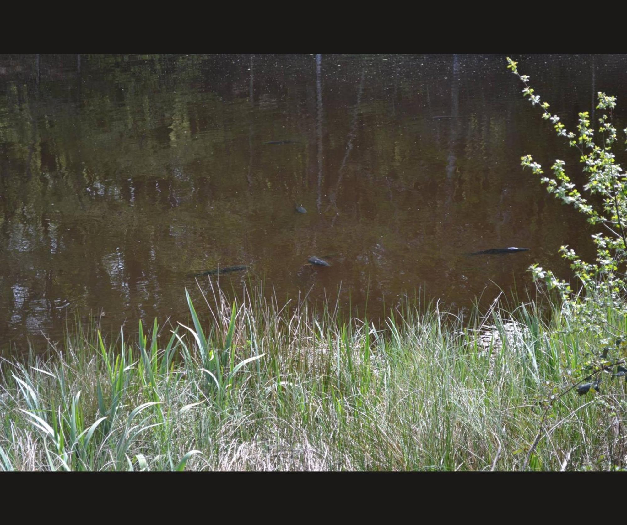 Cabane Limousine Au Bord D'Un Etang Bonnac-la-Côte Εξωτερικό φωτογραφία